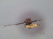 Sad_rat_sidewalk_0620110724-22047-io0fzn