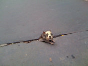 Cupcake_rat