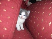 Tiny_kitteh