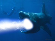 Sharkcannon