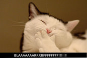 Barfcat