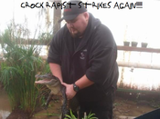 Crocodile_3