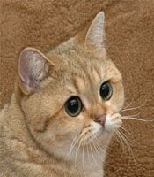 Grafics-cat-avatar-size