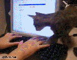 Cat%20walked%20across%20the%20keyboard