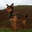Wilf_the_fell_terrier