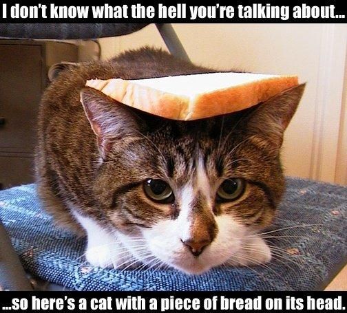 Breadcat.jpg